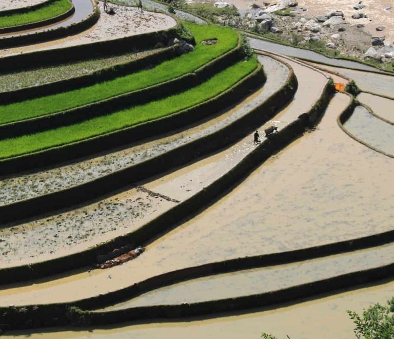 Rizières en terrace à Mu cang chai, Vietnam