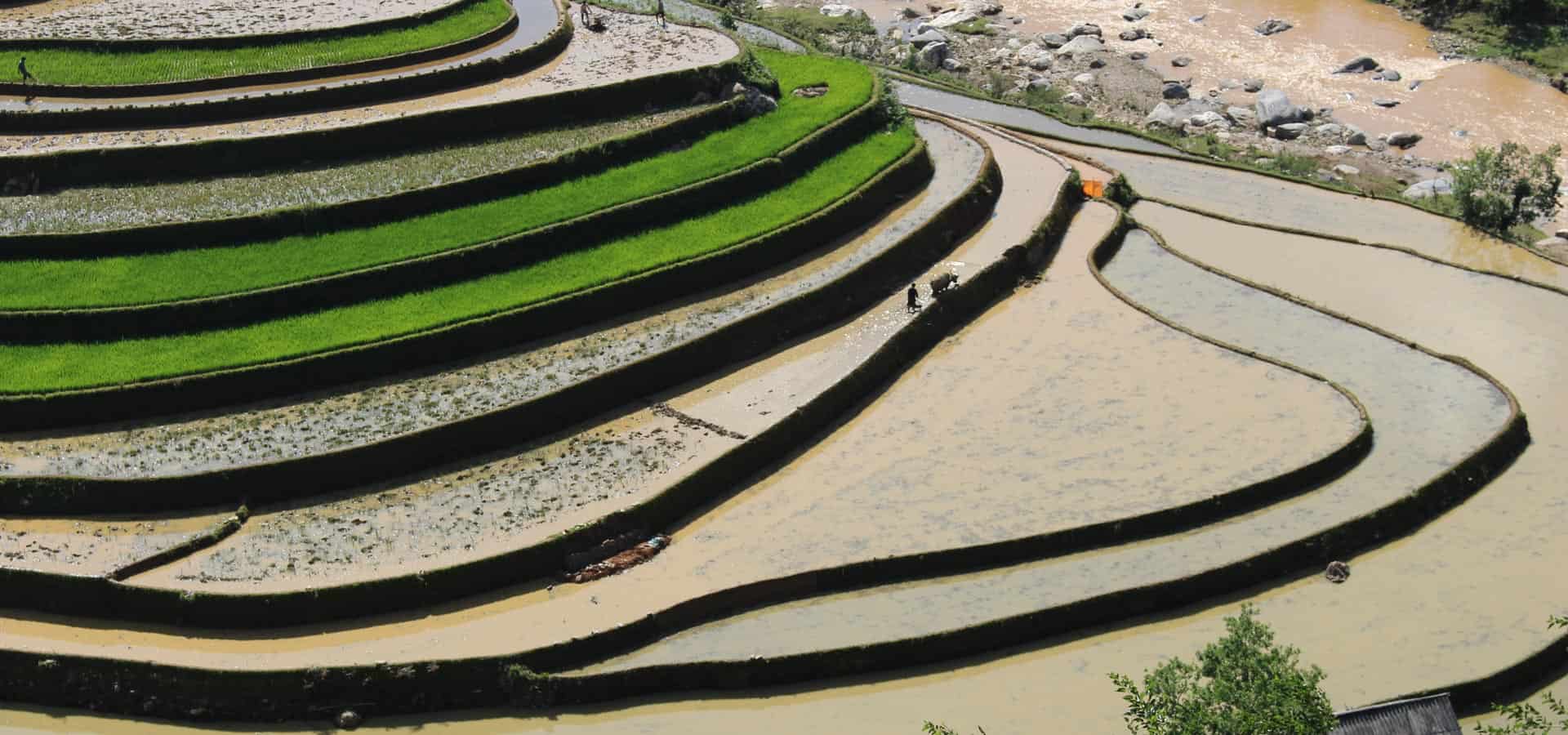 Rizières en terrace à Mu cang chai, Vietnam