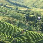 les rizières à Sapa