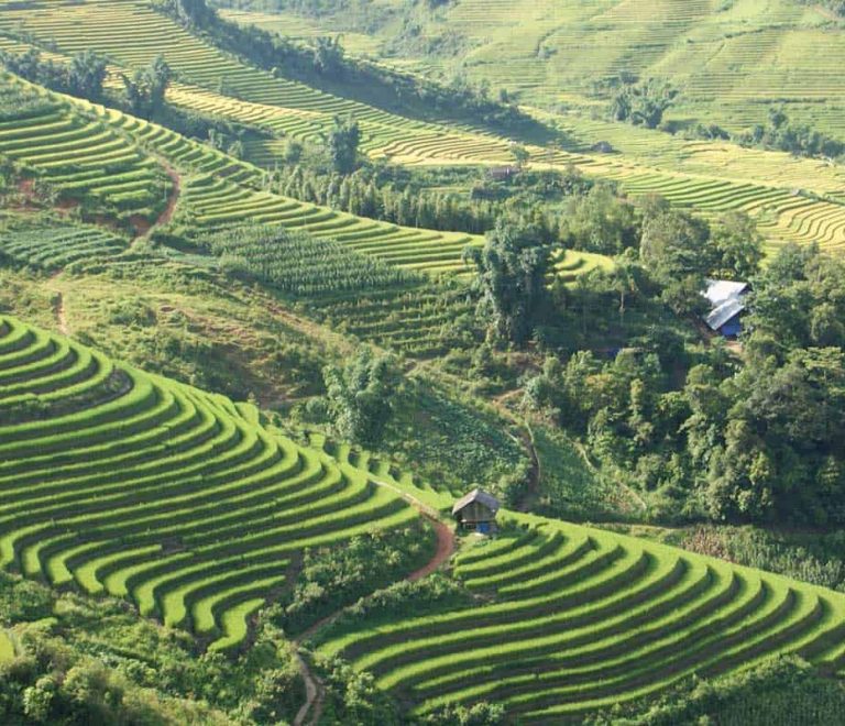 les rizières à Sapa