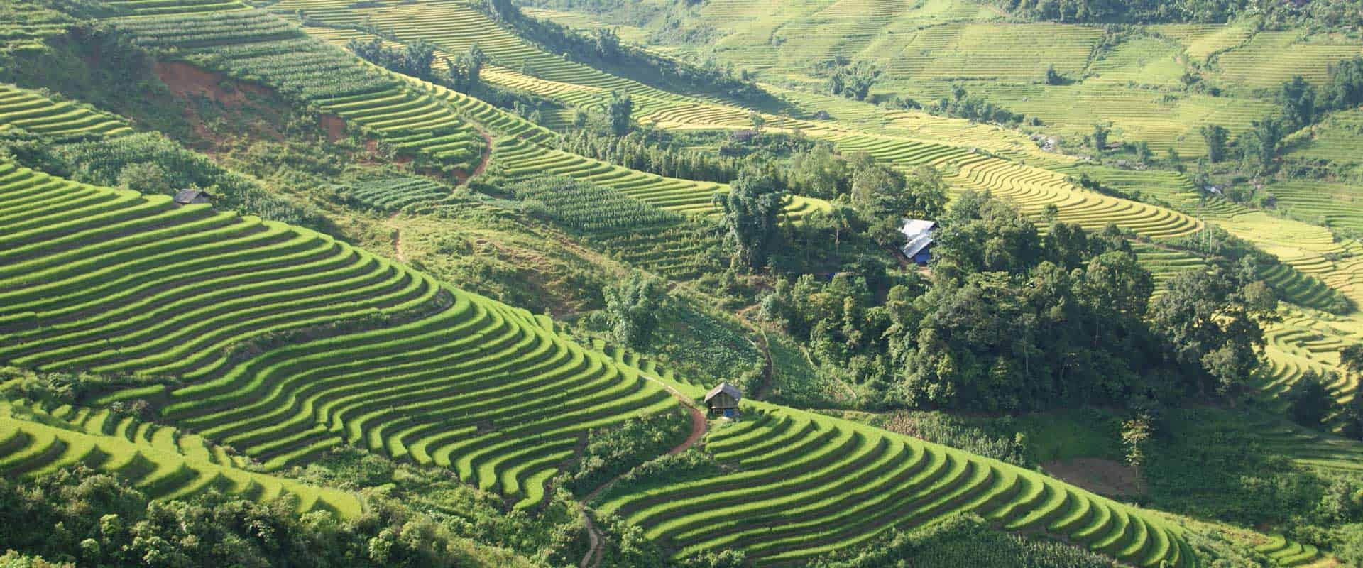 les rizières à Sapa