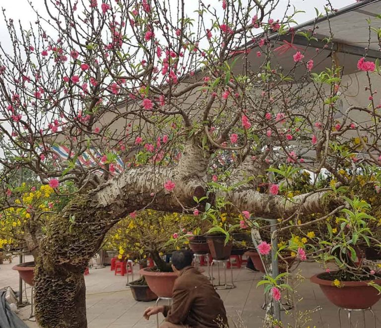 nouvel an vietnamien