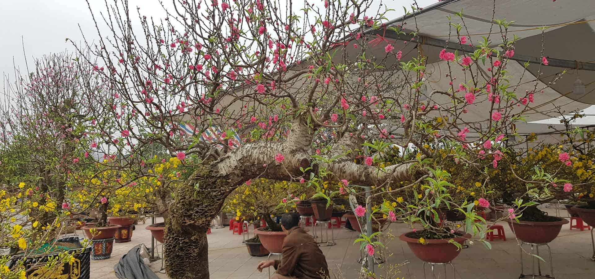 nouvel an vietnamien