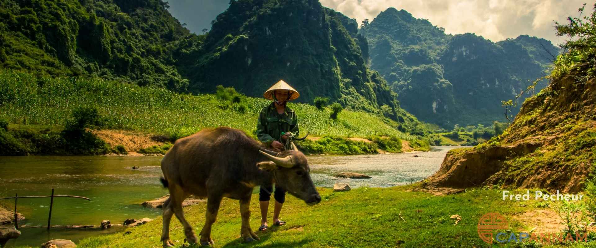 bonne annee du buffle de metal