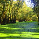 La foret de Tra Su