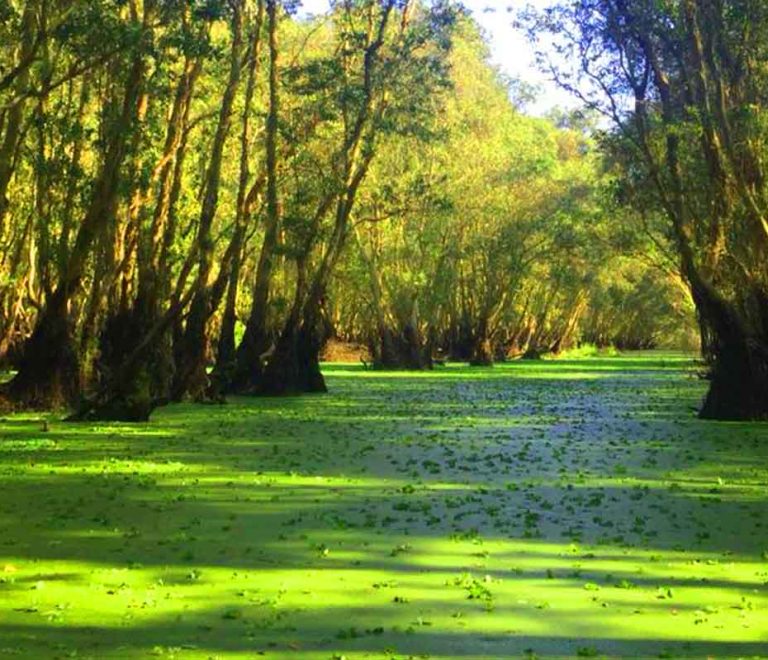La foret de Tra Su